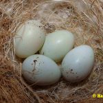 schwarzbrustzeisig-Eier-6-Tage-bebrütet (Kopie)